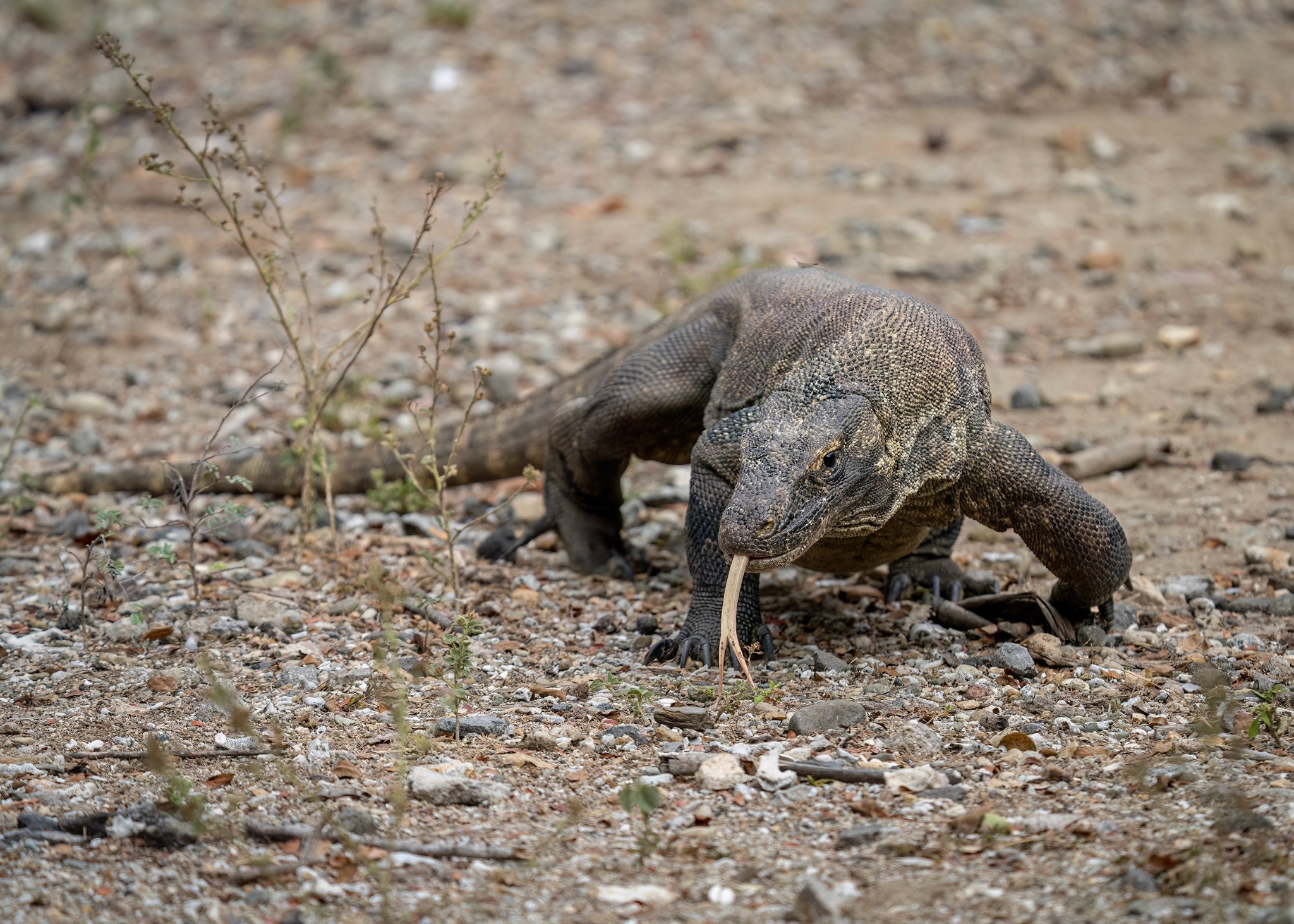 Komodo Dragon post thumbnail image