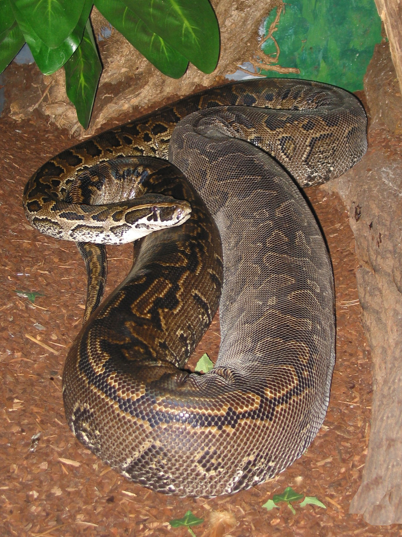 African Rock Python post thumbnail image