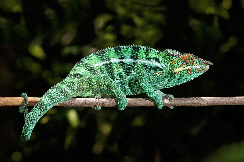panther chameleon post thumbnail image