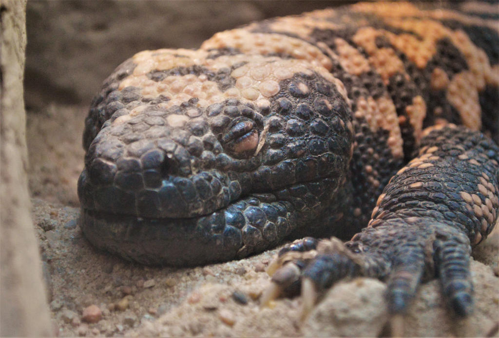 Gila Monster post thumbnail image