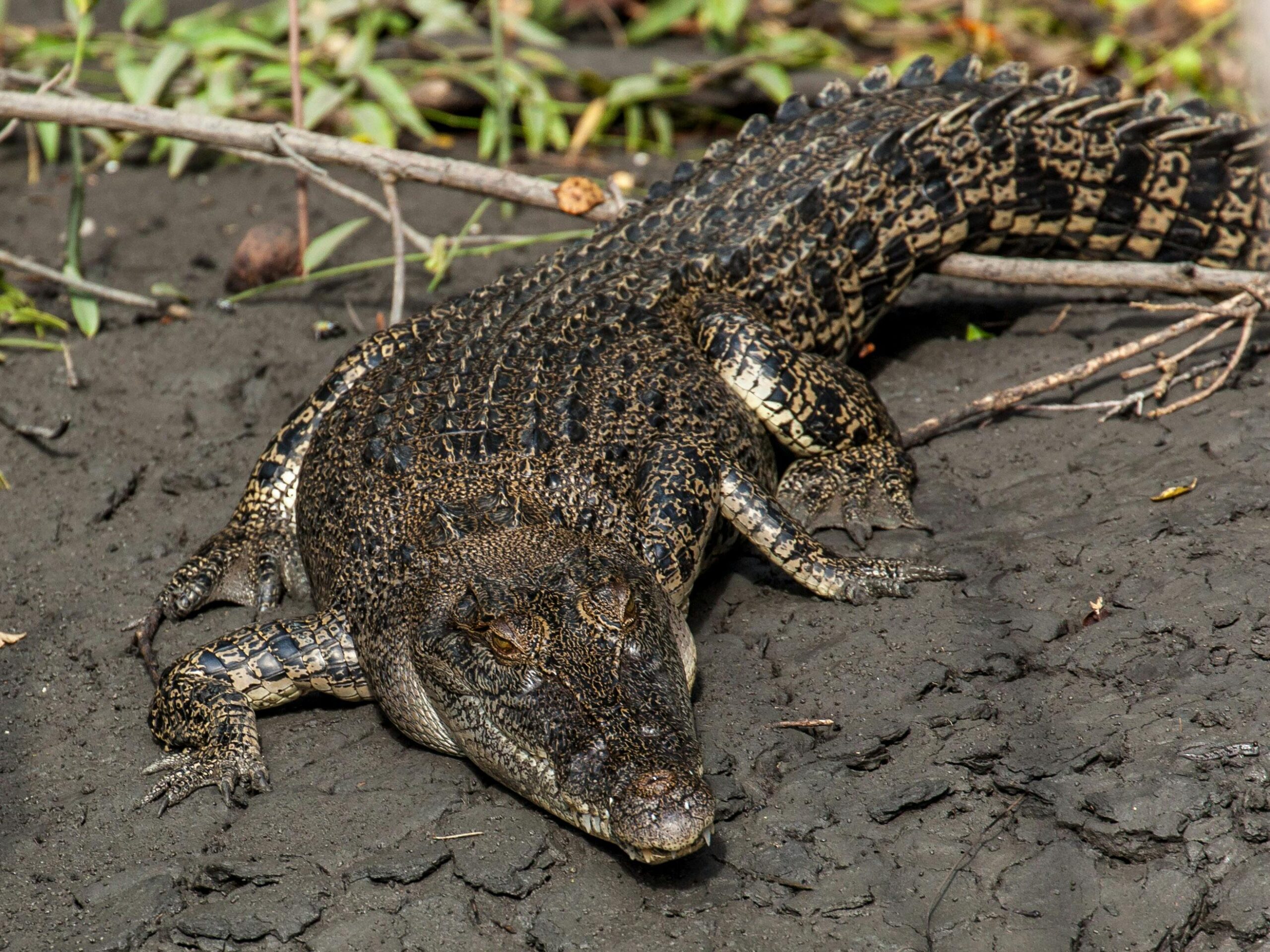 Saltwater Crocodile post thumbnail image