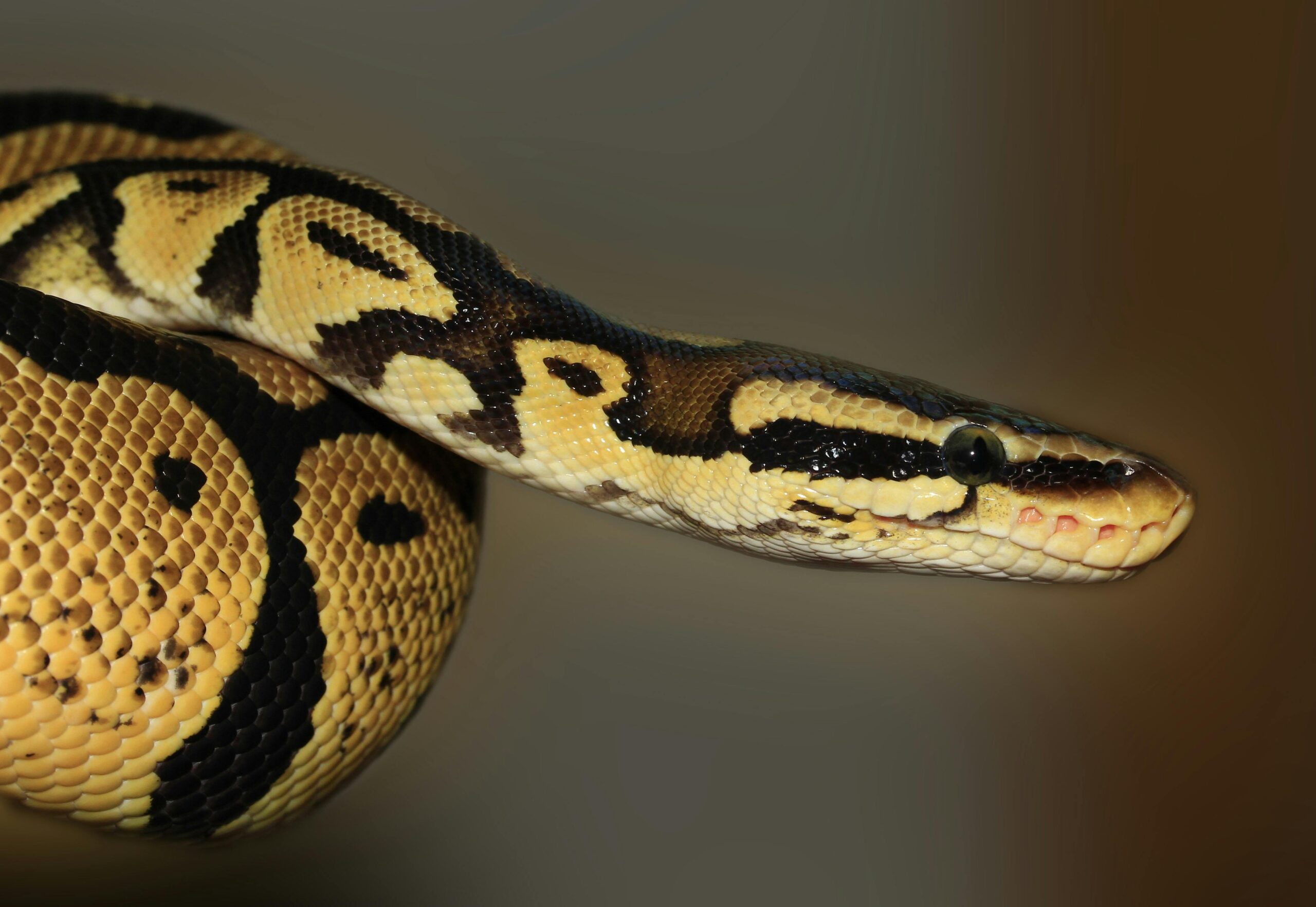 Boa Constrictor post thumbnail image
